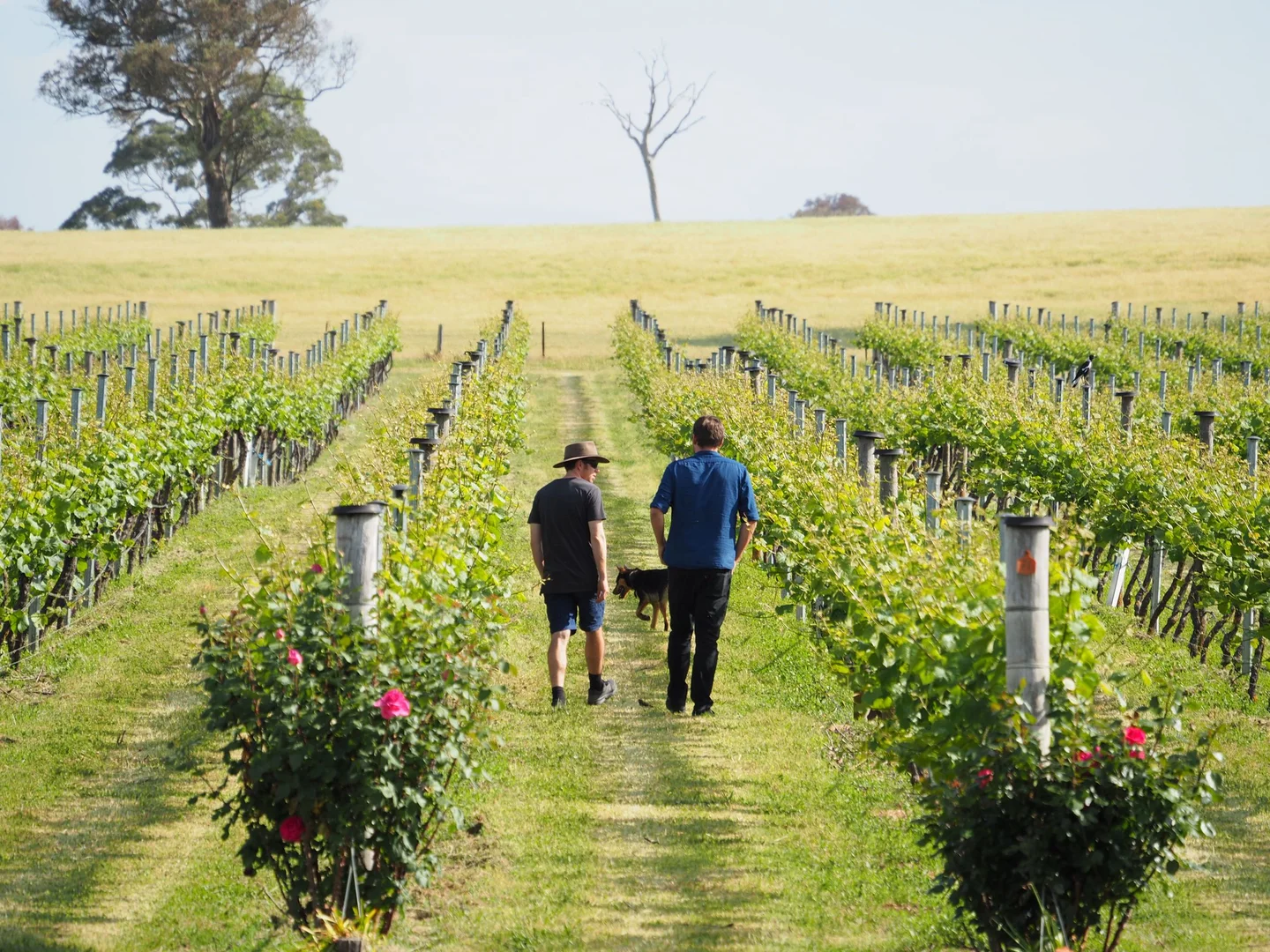 Additional image 5 of 9 Patemans Lane, Murrumbateman NSW 2582