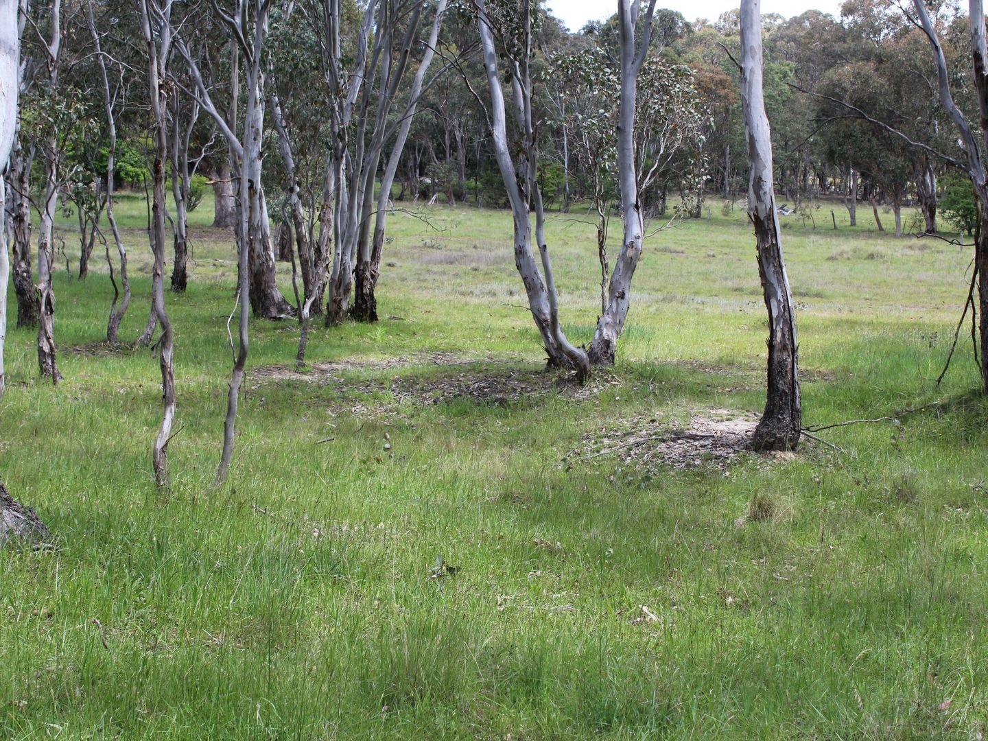 Cnr Blacks & Rogers Road Lot 606, Glen Innes NSW 2370, Image 1