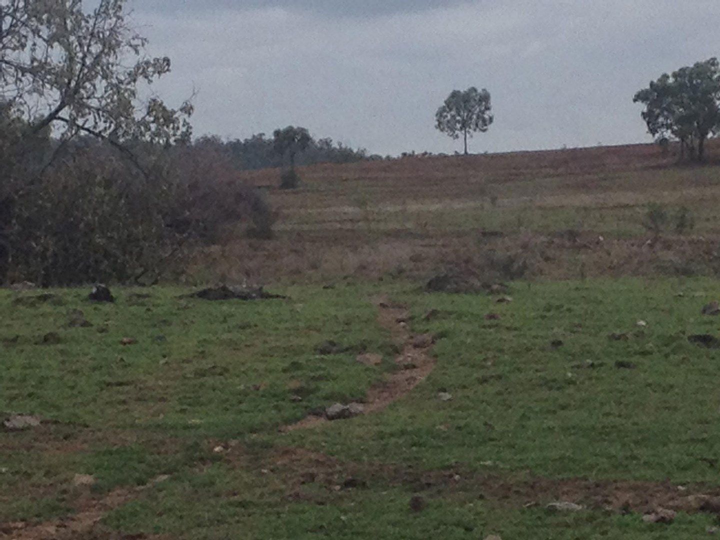 Rural in Alton Downs, ROCKHAMPTON QLD, 4701