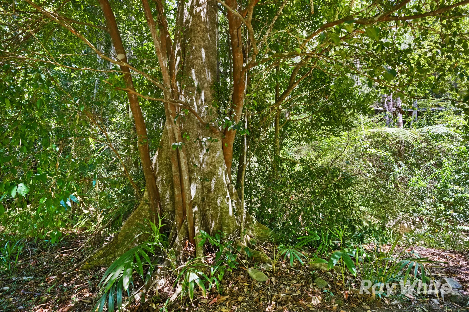 Additional image 12 of 131 Porters Road, Upper Crystal Creek NSW 2484