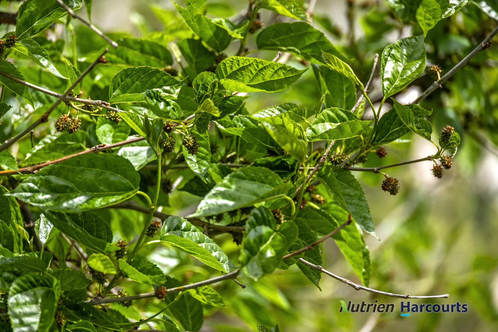 Additional image 19 of 48 Pollock Avenue, Bonnie Doon VIC 3720