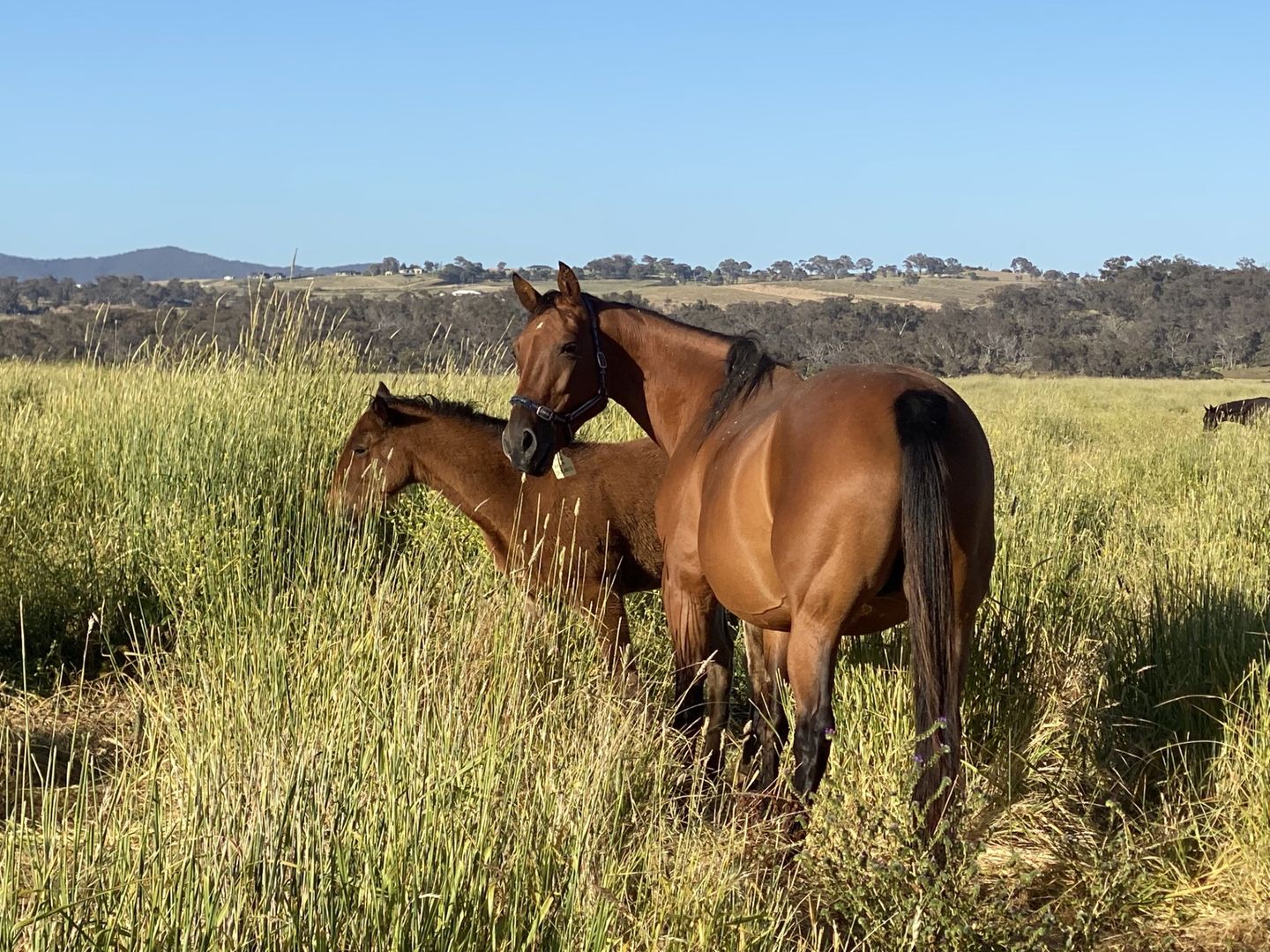 380 Bidgeeribbin Road, Bathurst NSW 2795, Image 2