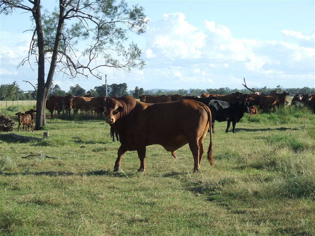 Lot 54 Beebo Seventeen Mile Road, Glenarbon QLD 4385, Image 0