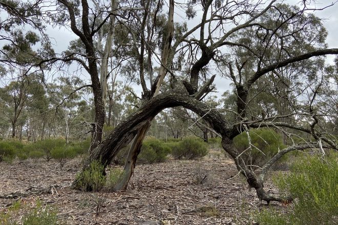 Picture of Lot 1 Greens Lane, FENTONS CREEK VIC 3518