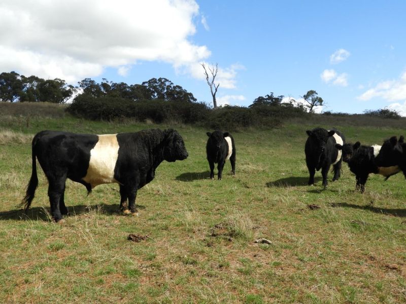 Lot 2 Slaters Lane, Laggan NSW 2583, Image 1