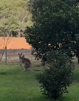 Additional image 77 of 103 Rural Road, Nanango QLD 4615