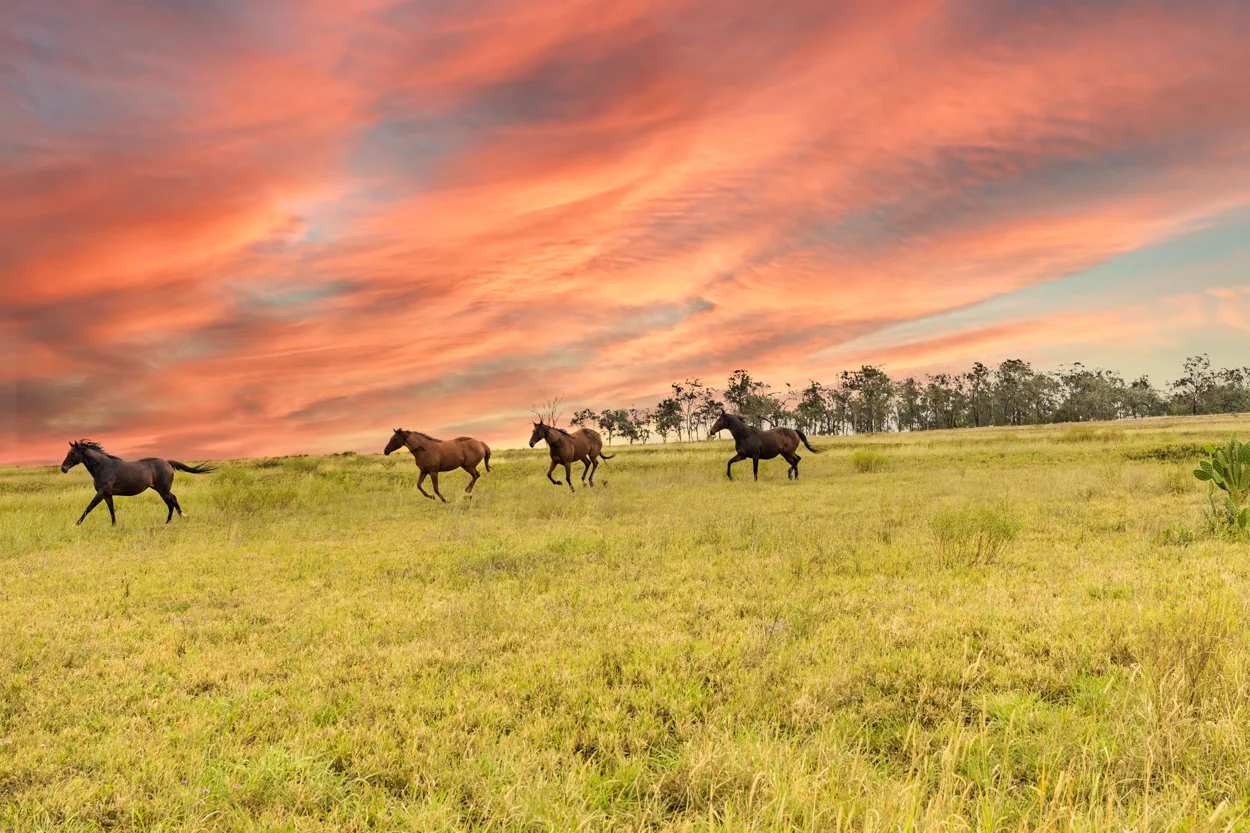 3, 1145 Biddeston-Southbrook Road, Southbrook QLD 4363