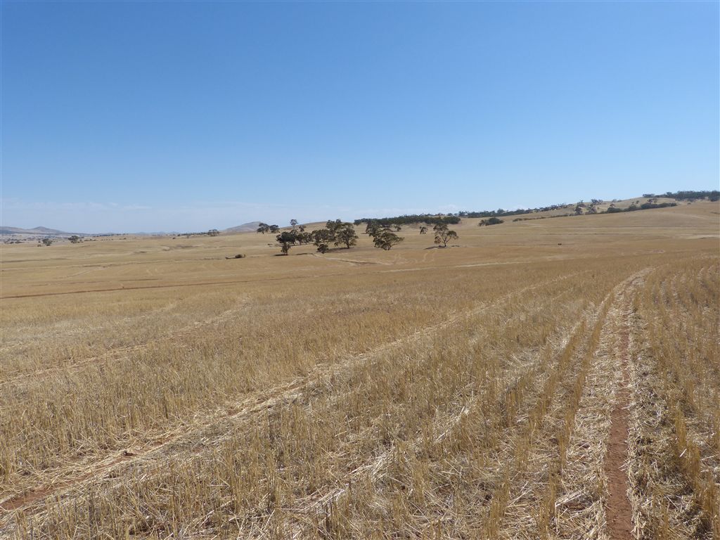 Sect 145 Tarcowie Peterborough Road & Briars Road, Tarcowie SA 5431, Image 1