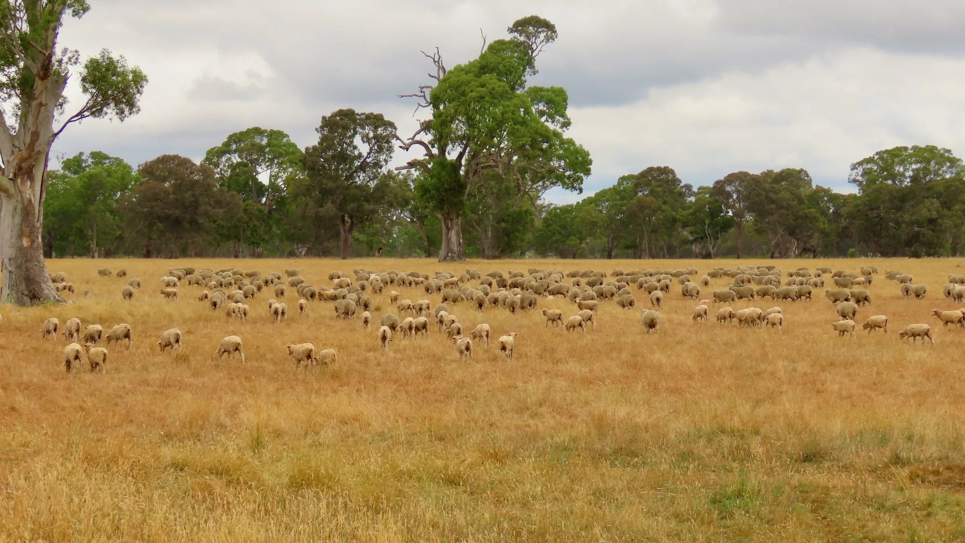 Additional image 18 of 596 Mostyn Lane, Balmoral VIC 3407