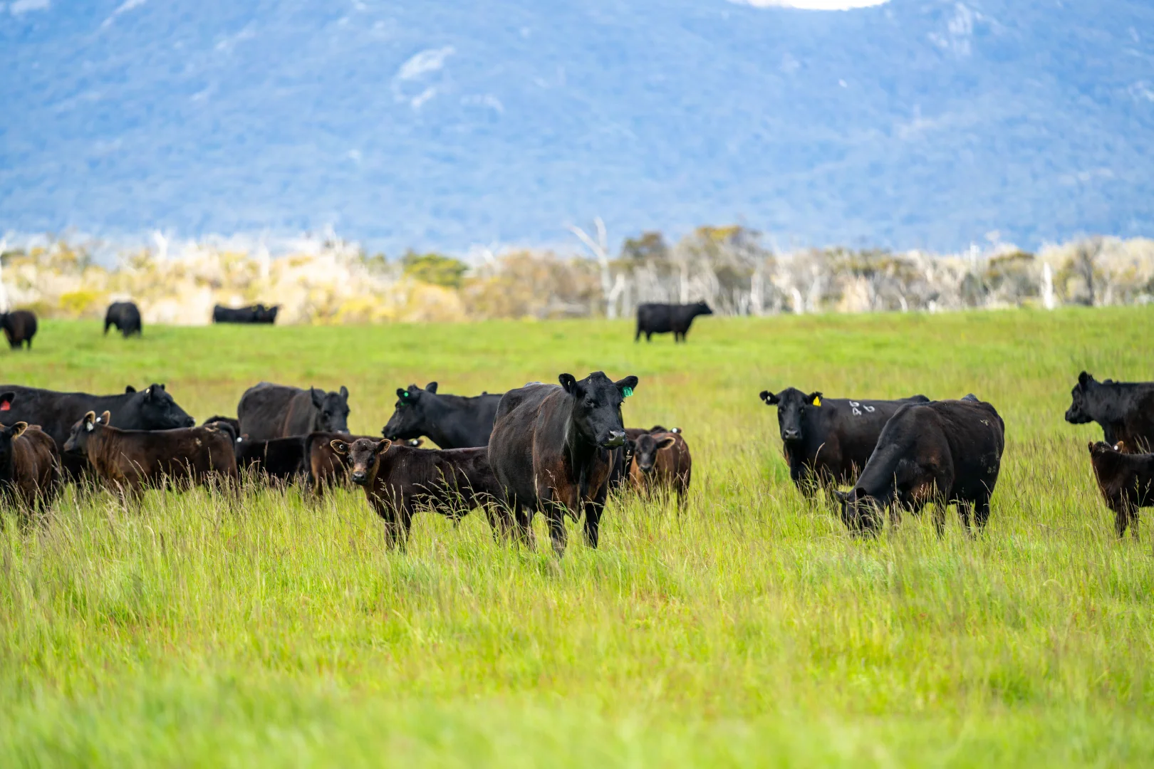 Additional image 7 of . Waterhouse Road, Boobyalla TAS 7264