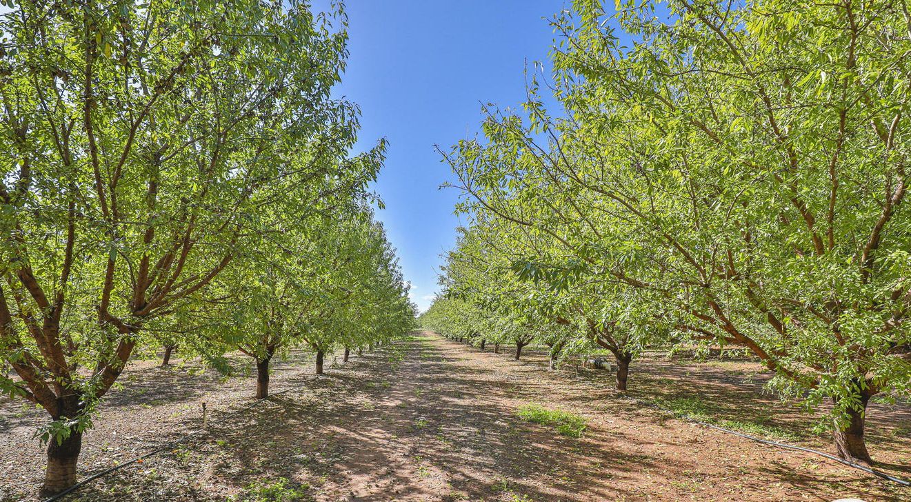 210 Dumosa Street, Red Cliffs VIC 3496 House for Sale 1,550,000