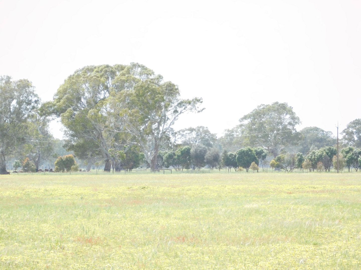 Lot 5 Casterton Road, Penola, Penola SA 5277, Image 1