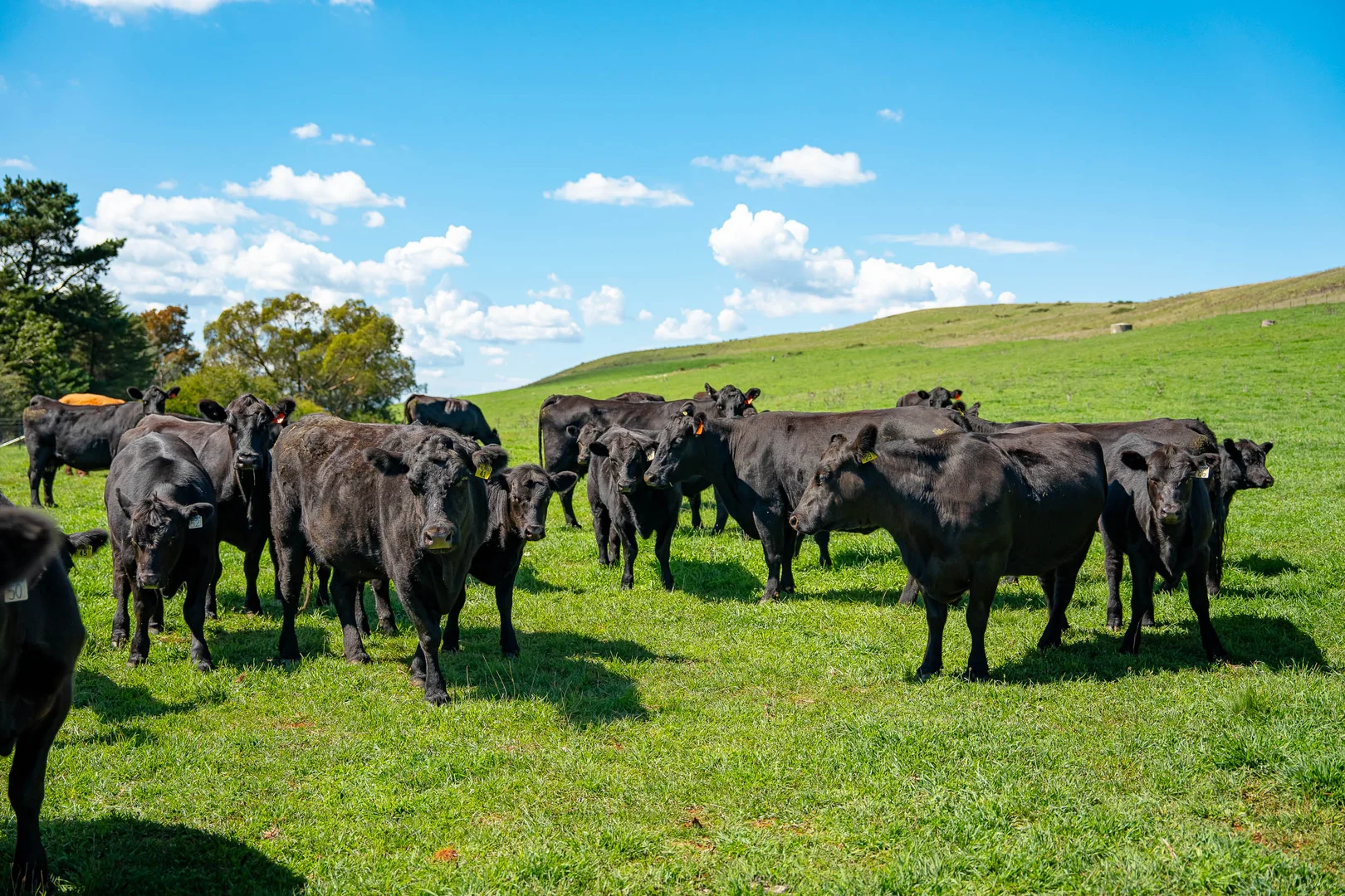 Additional image 11 of 68 Woodhouselee Road, Wayo via, Goulburn NSW 2580