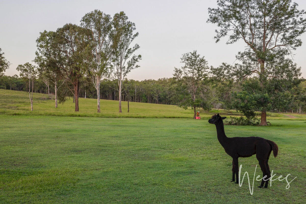 Additional image 5 of 373 Baumanns Road, Avondale QLD 4670