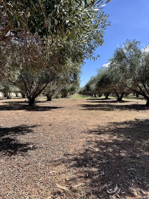 Primary image of 100 Stock Route Road, Laura SA 5480