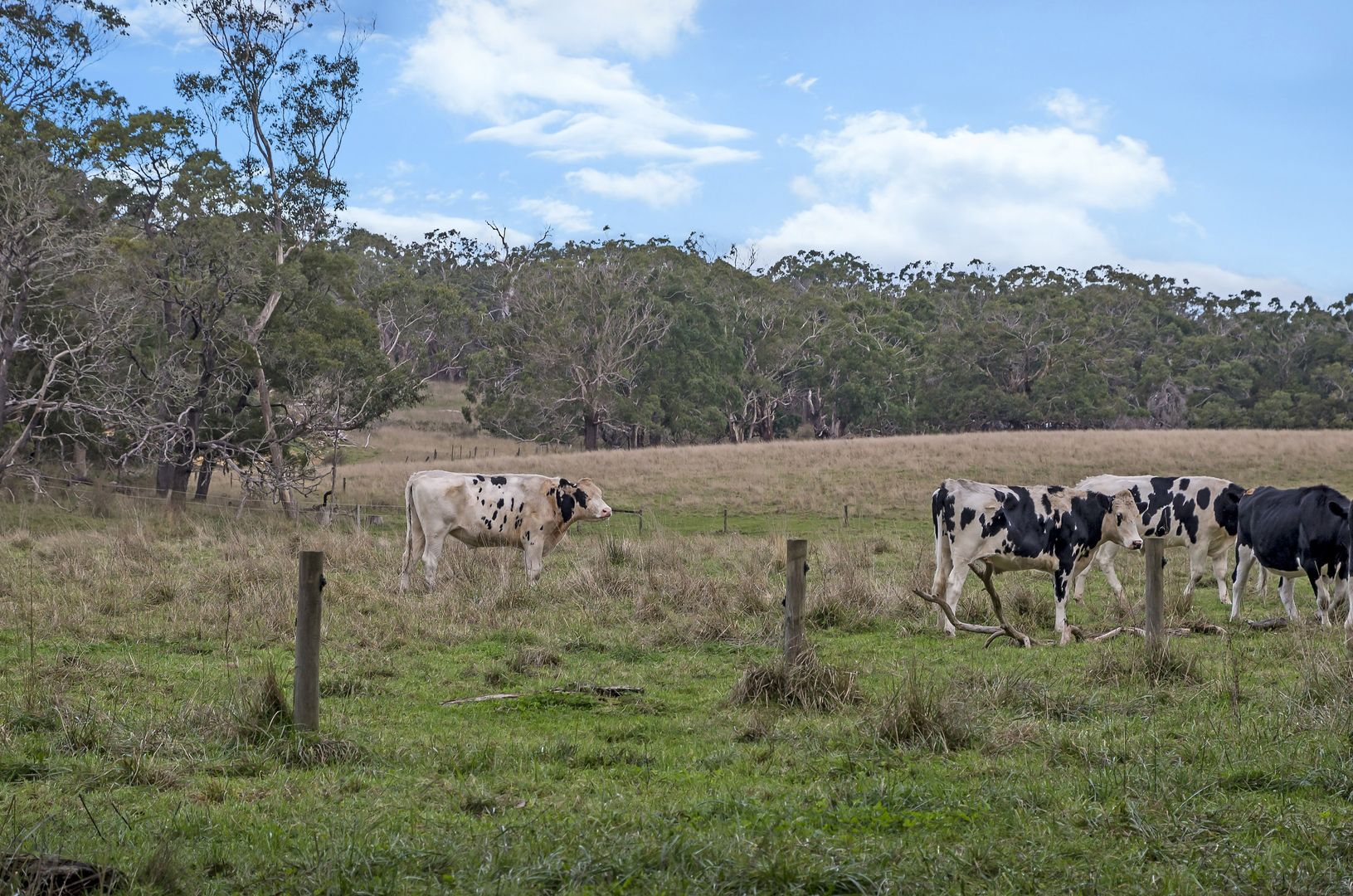 479 Kentbruck Road, Heywood VIC 3304, Image 2