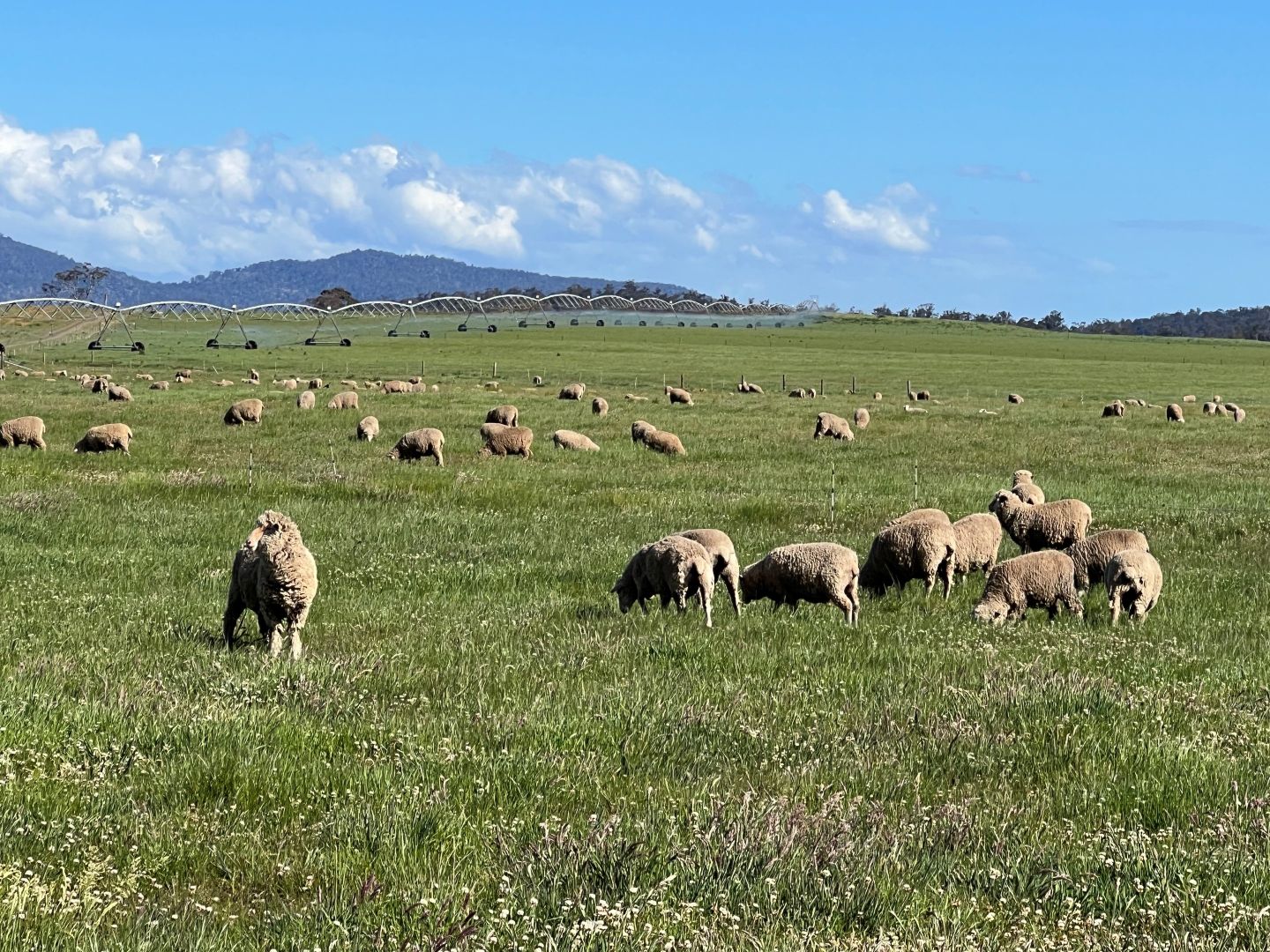 - Tasman Highway, Nunamara TAS 7259, Image 2