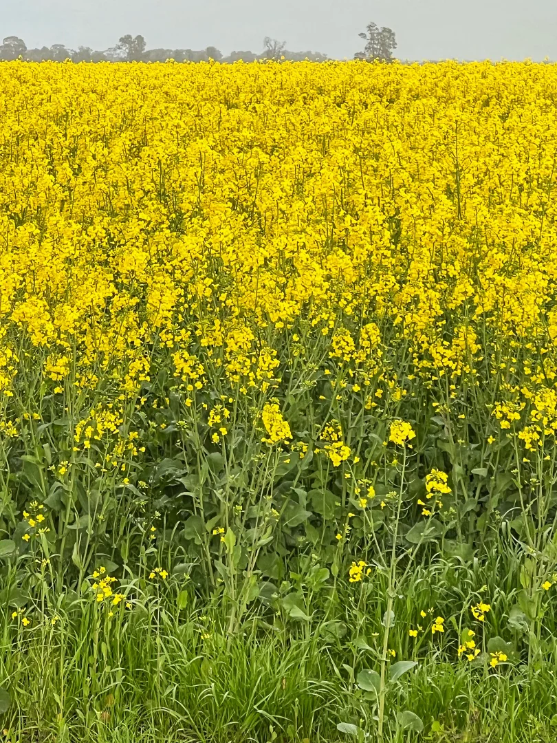 Additional image 8 of Rosewood Aggregation 7033 The Gipps Way, Condobolin NSW 2877
