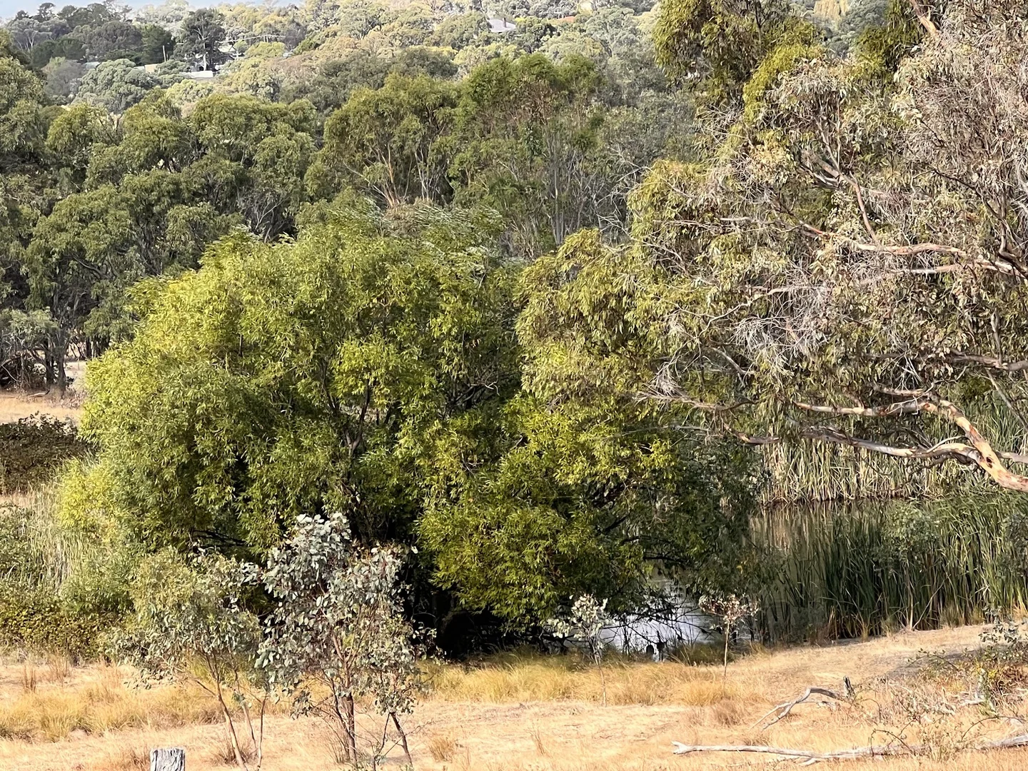 Additional image 18 of Lot 241 Hearn Street, Bigga NSW 2583