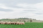 Image 13
