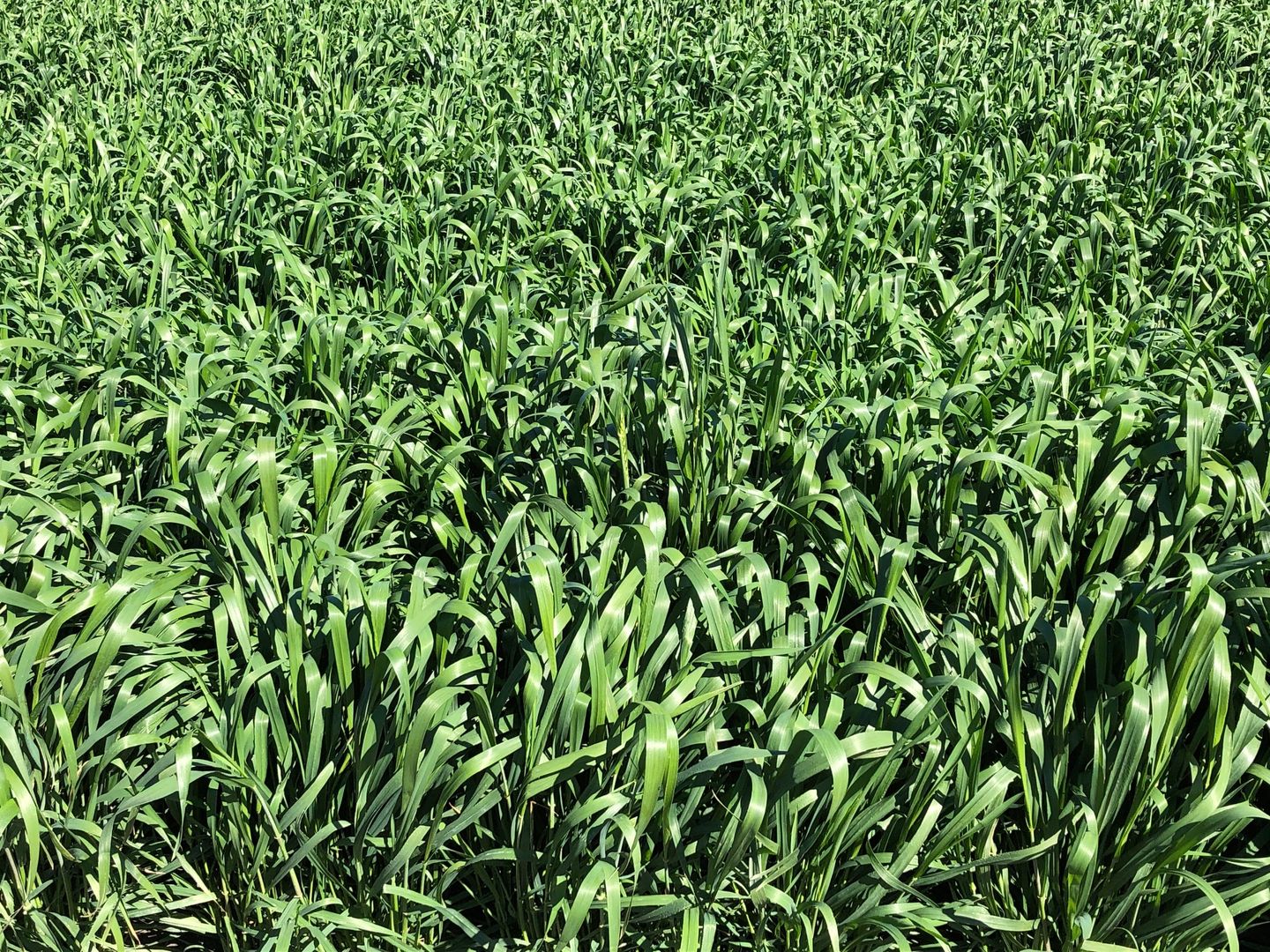 Forbes NSW 2871 Specialist Farm for Sale 2,300,000 Domain