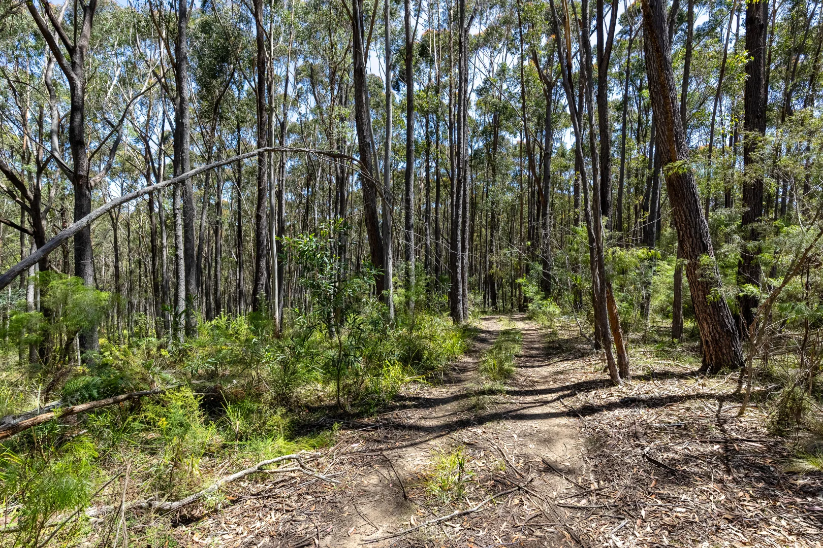 Image 15