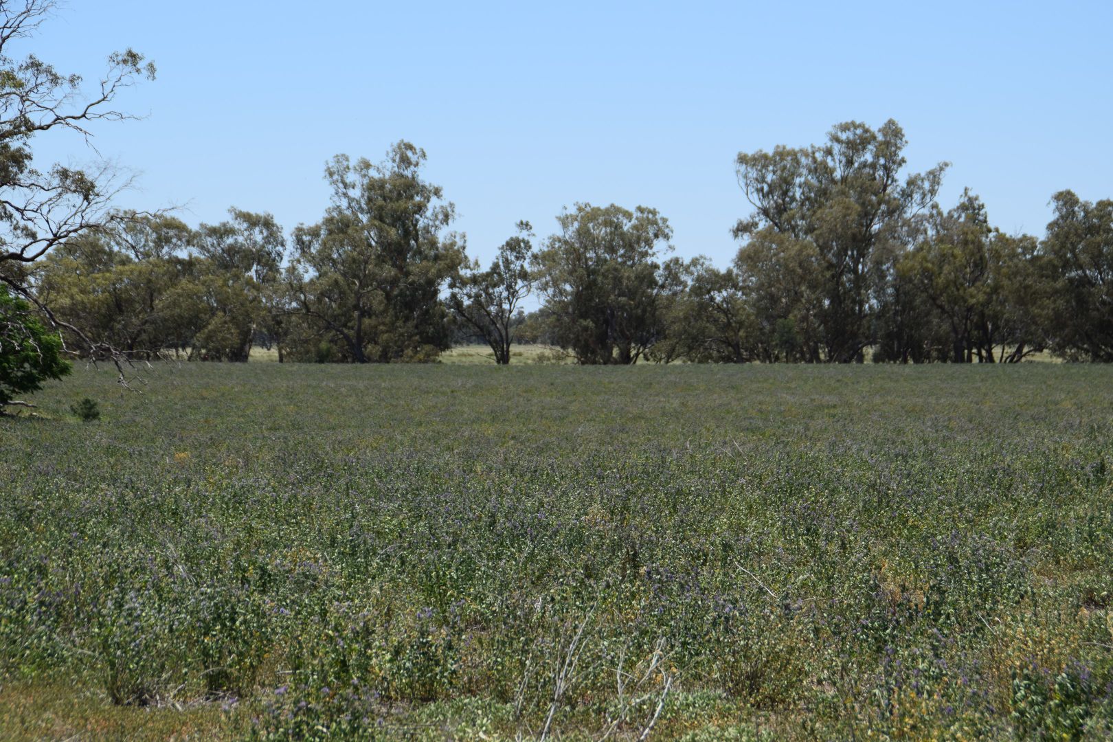 'Nangarah' 1975 Wambianna Road, Warren NSW 2824, Image 1