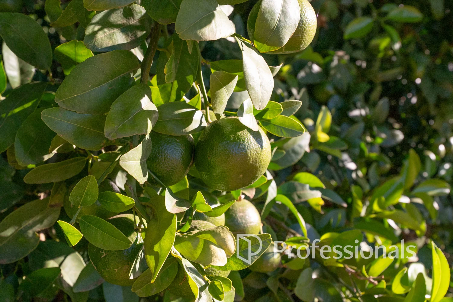 Additional image 12 of 2050 Kulkyne Way, Iraak VIC 3494