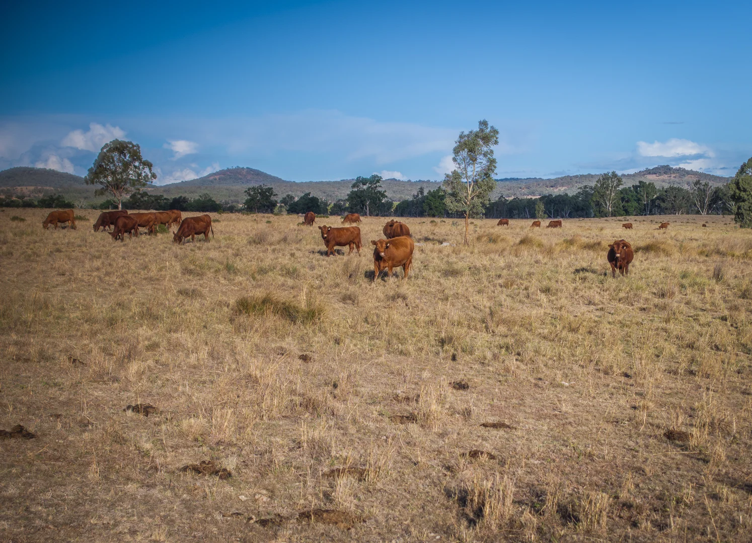Additional image 6 of 3297 Stanthorpe-Inglewood Road, Inglewood QLD 4387
