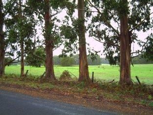 Lot 24 Quenda Drive, NORTHCLIFFE WA 6262, Image 1