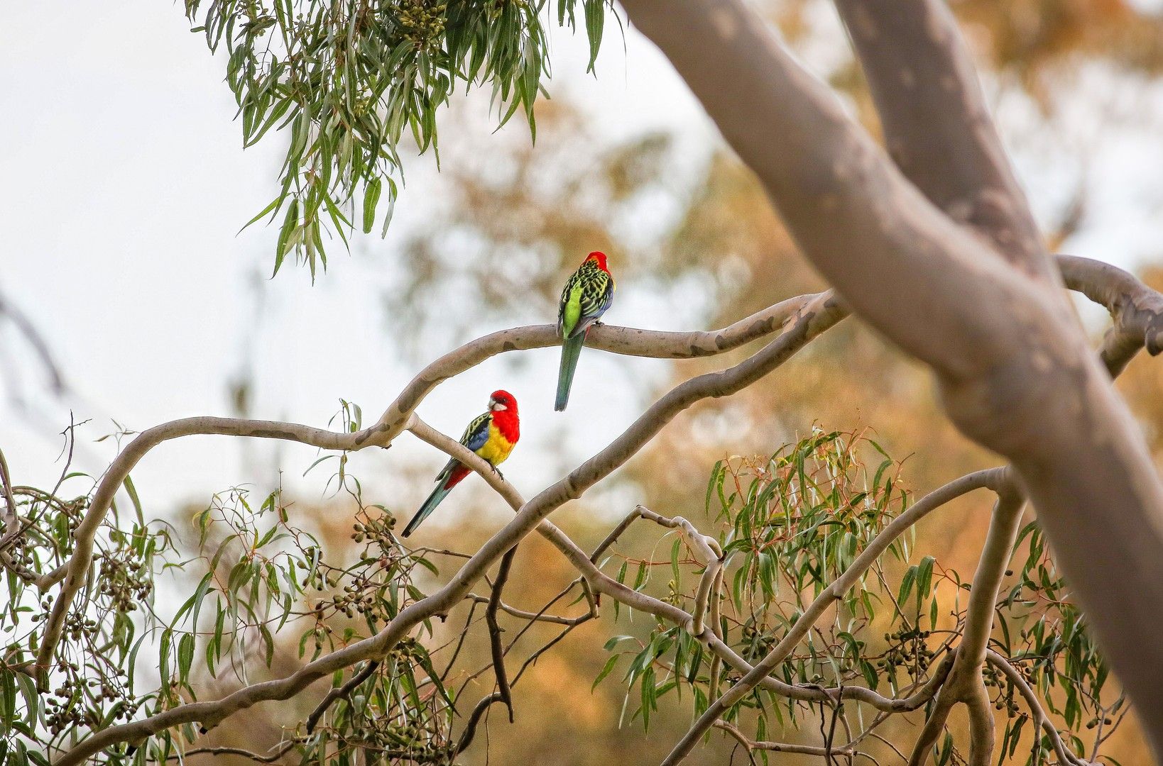 Potoroo Avenue, Thurgoona NSW 2640, Image 2