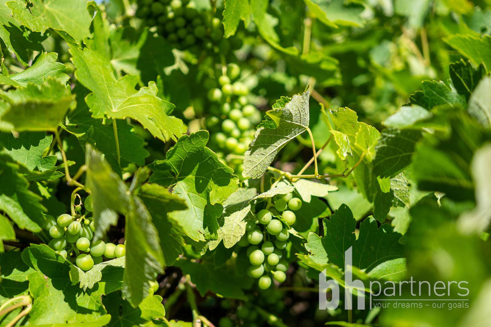 Greenways Road & Heywood Drive, Nildottie SA 5238 House for Sale