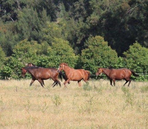 1 Baerami Stud, BAERAMI CREEK NSW 2333, Image 1