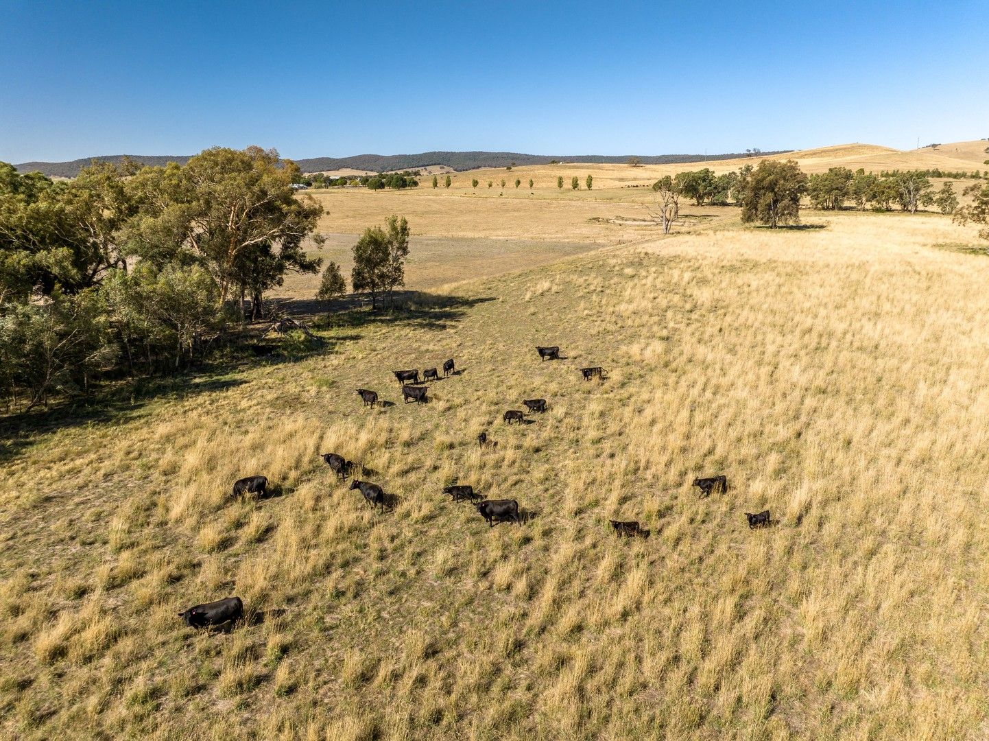 'Karringal' 144 Waverley Road, Mangoplah NSW 2652, Image 0