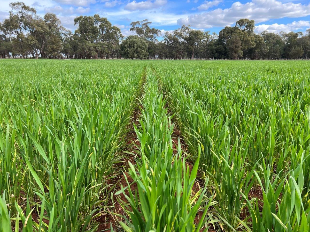 'Kanes', 1012 Ungarie Road, Ungarie NSW 2669 Farm for Sale Domain