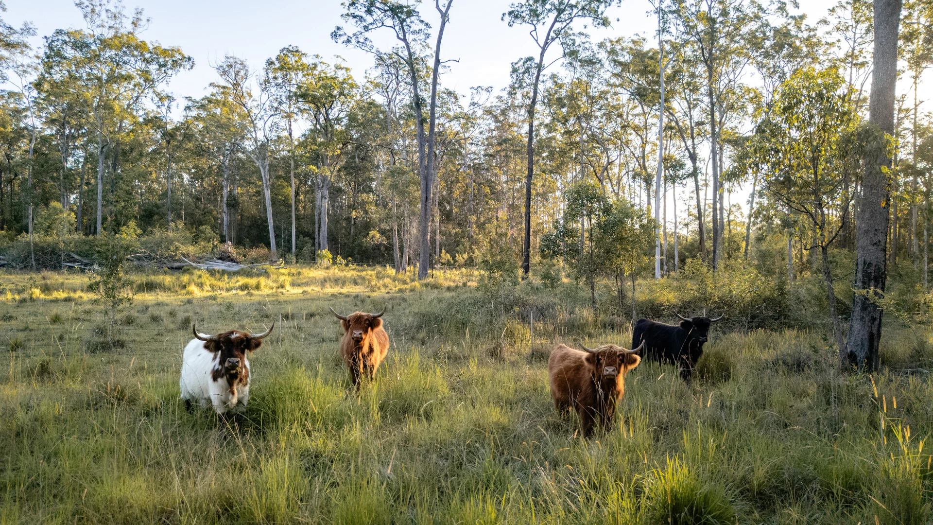 Additional image 4 of 373 Upper Lansdowne Road, Melinga NSW 2430