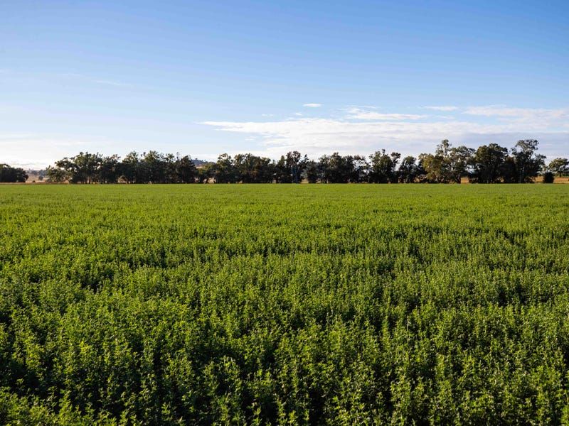 Canowindra NSW 2804, Image 0