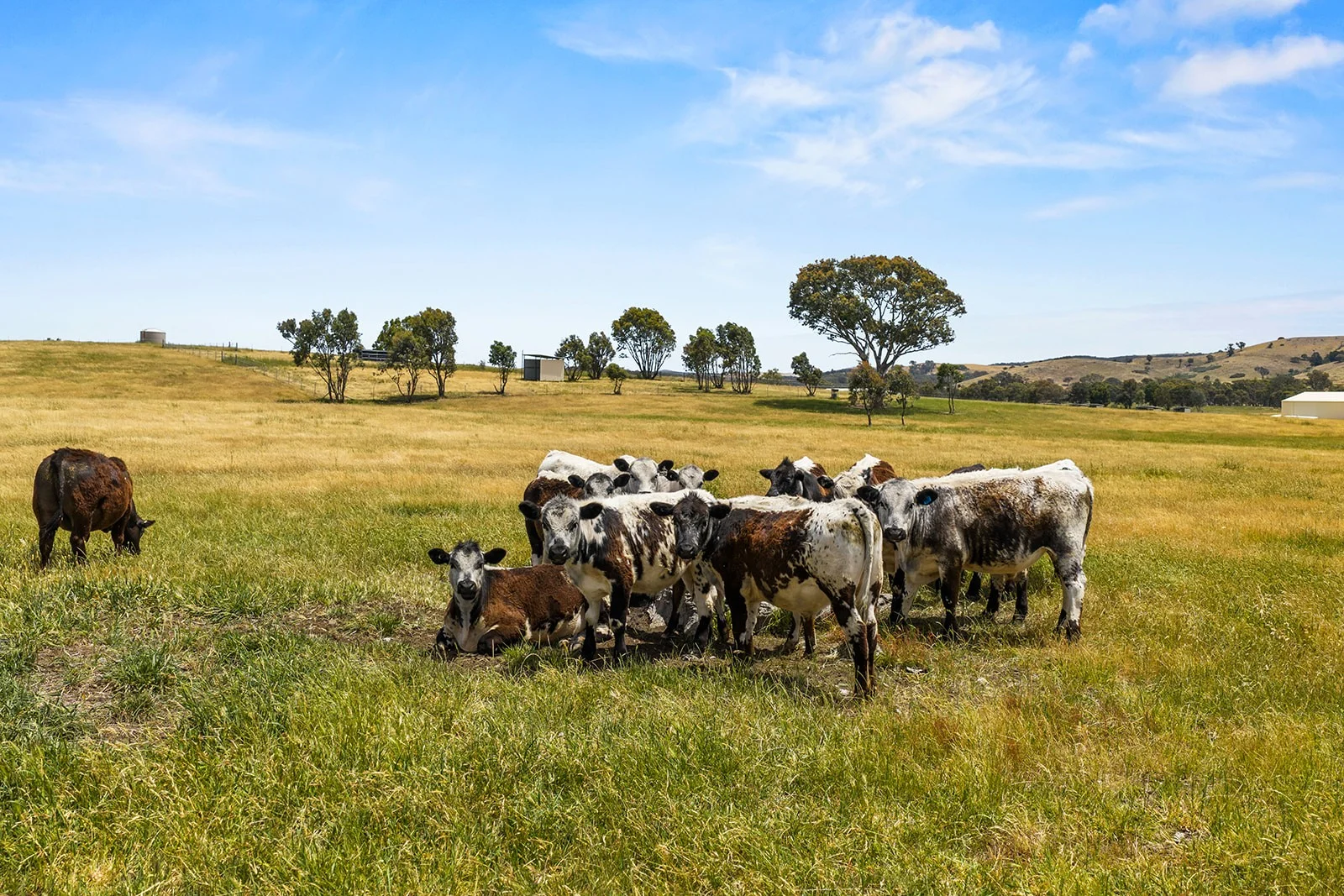 Additional image 10 of Yass NSW 2582