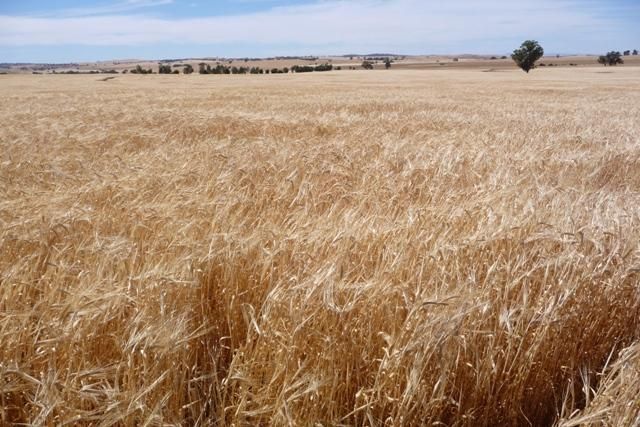 "Nunyara" Dust Bowl Road, MURRAY TOWN SA 5481, Image 0