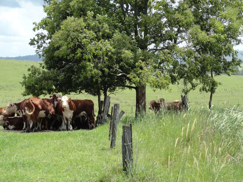 Kyogle NSW 2474, Image 1