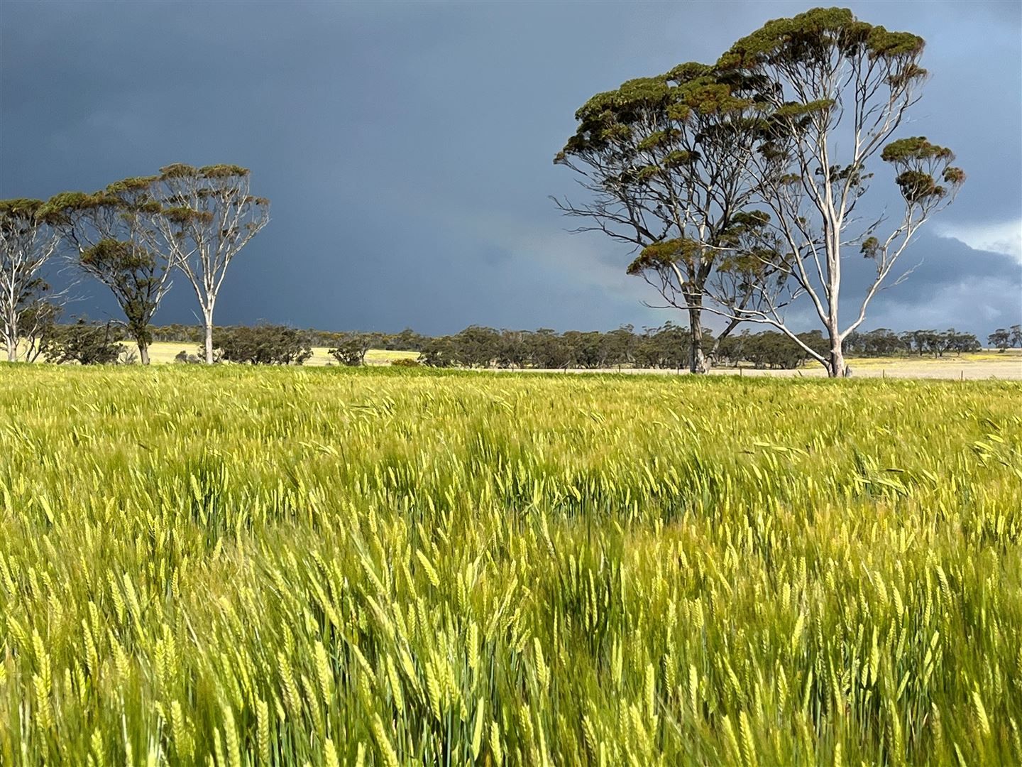 . 'Gardens', Shackleton WA 6386, Image 2