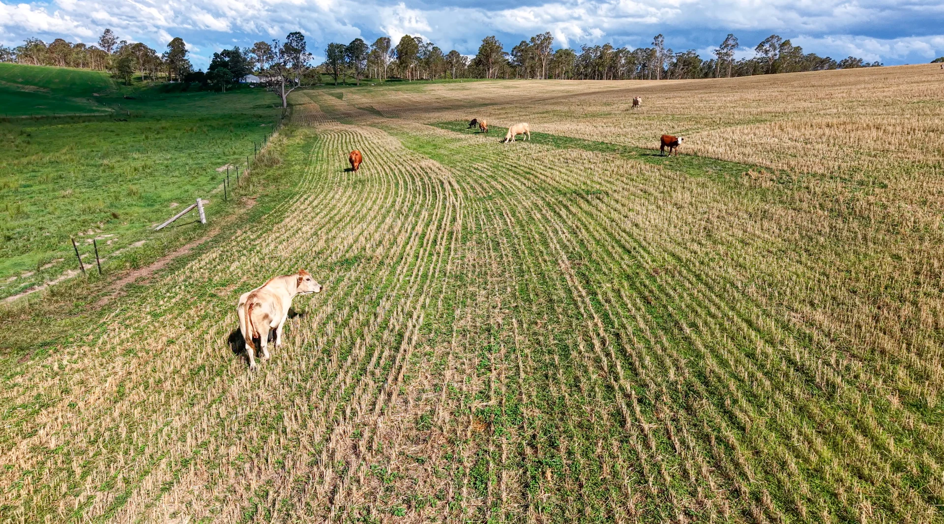 Additional image 6 of 119 Paddys Flat Road, Tabulam NSW 2469