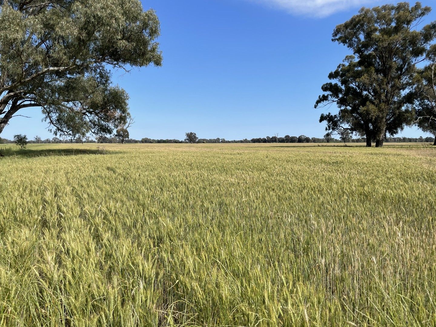 . O'Keeffe Road, Culcairn NSW 2660 Farm for Sale Domain