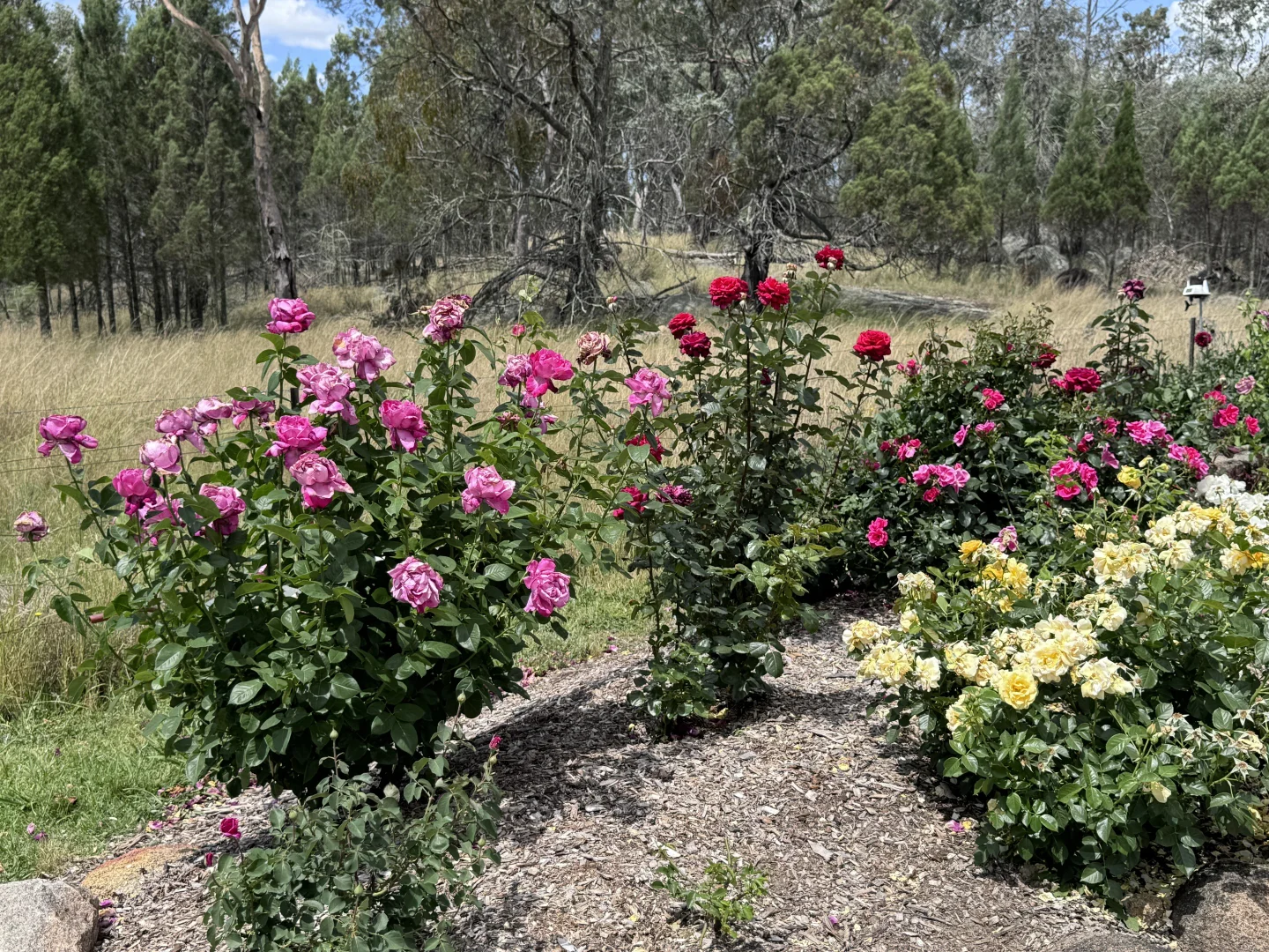 Image 36