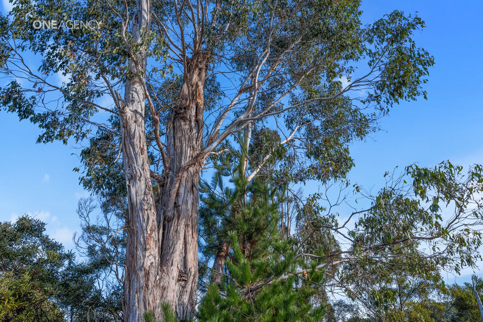 Additional image 5 of 5/10 Torquay Road, Latrobe TAS 7307