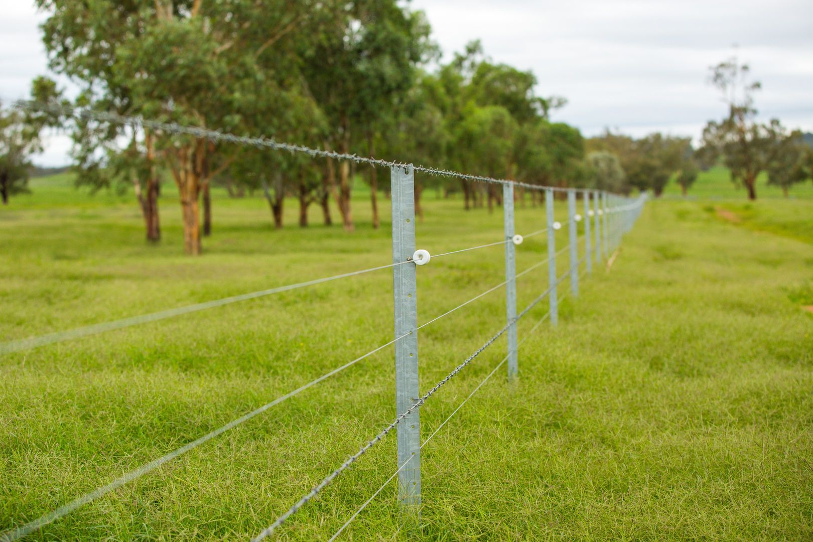 Warrah Ridge Grazing, Quirindi NSW 2343, Image 2