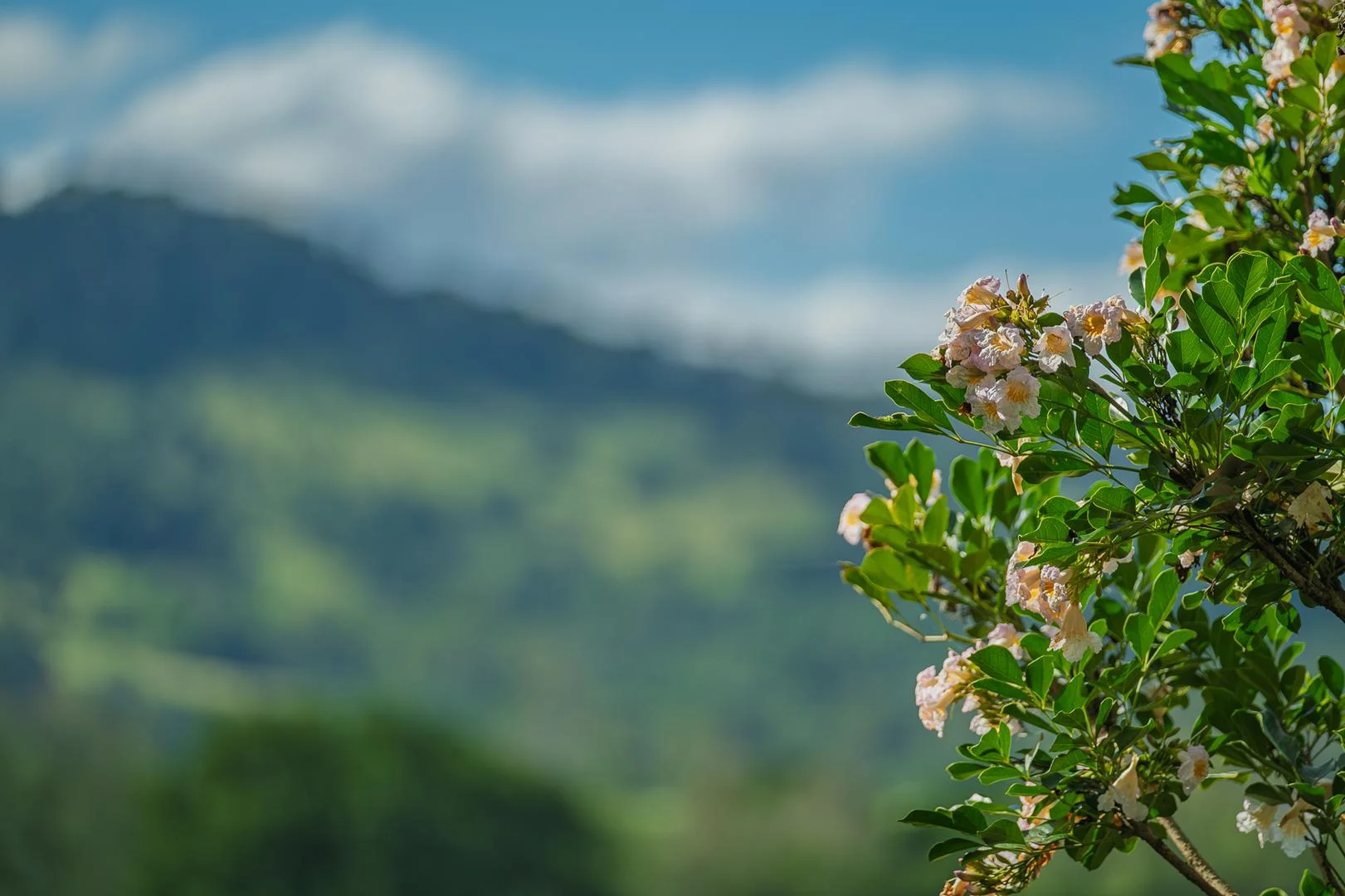 Additional image 55 of 40 McGinn Road, Gheerulla QLD 4574