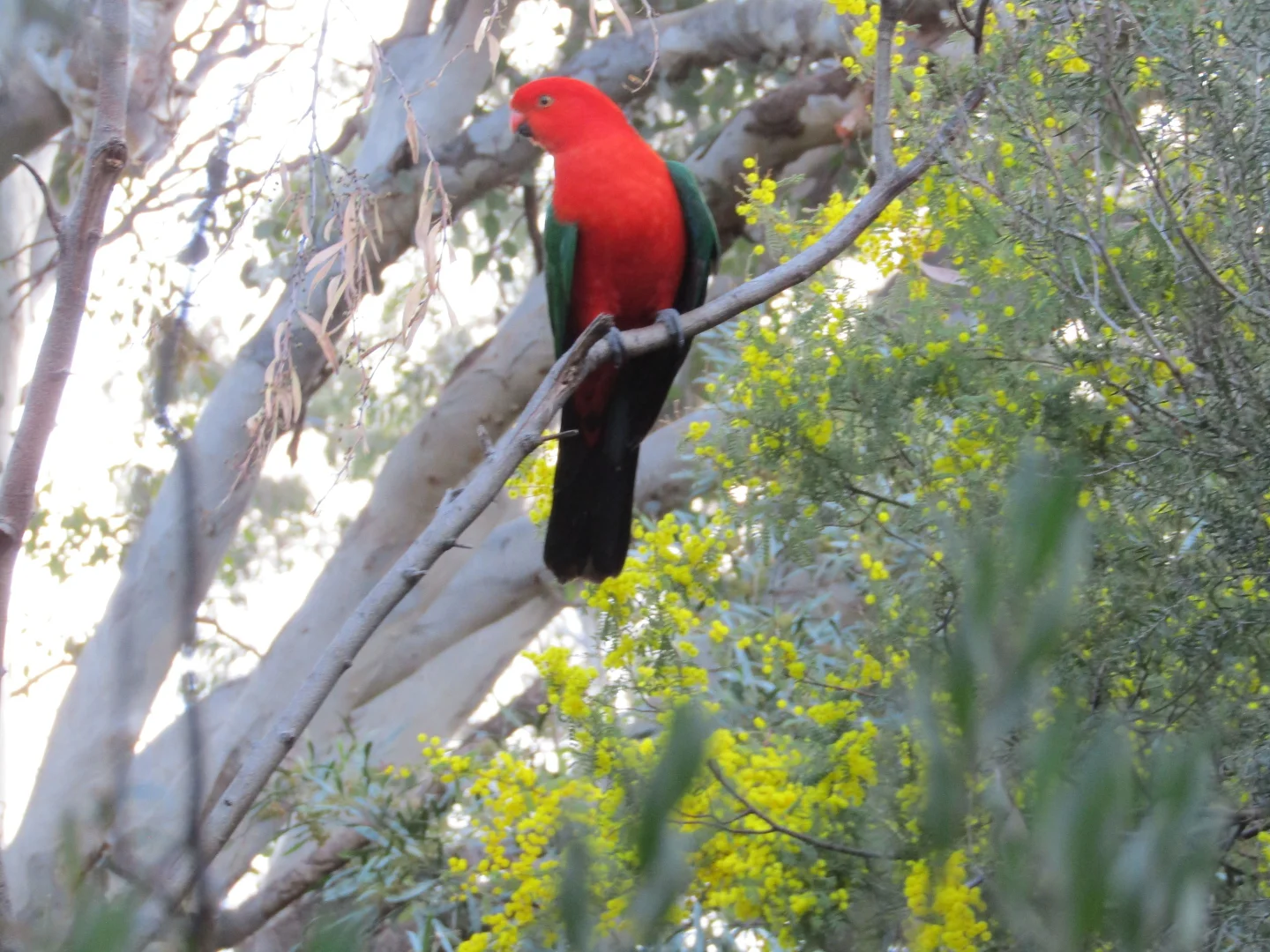 Additional image 21 of Calwell ACT 2905