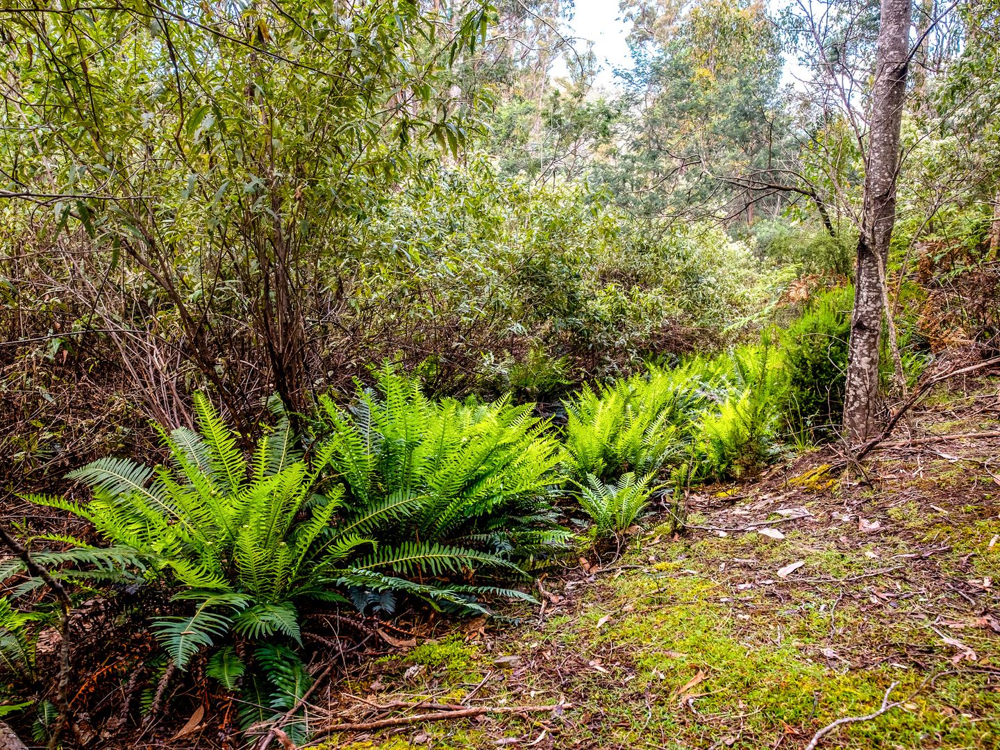 Lot 1 White Hill Road, Forcett TAS 7173, Image 2