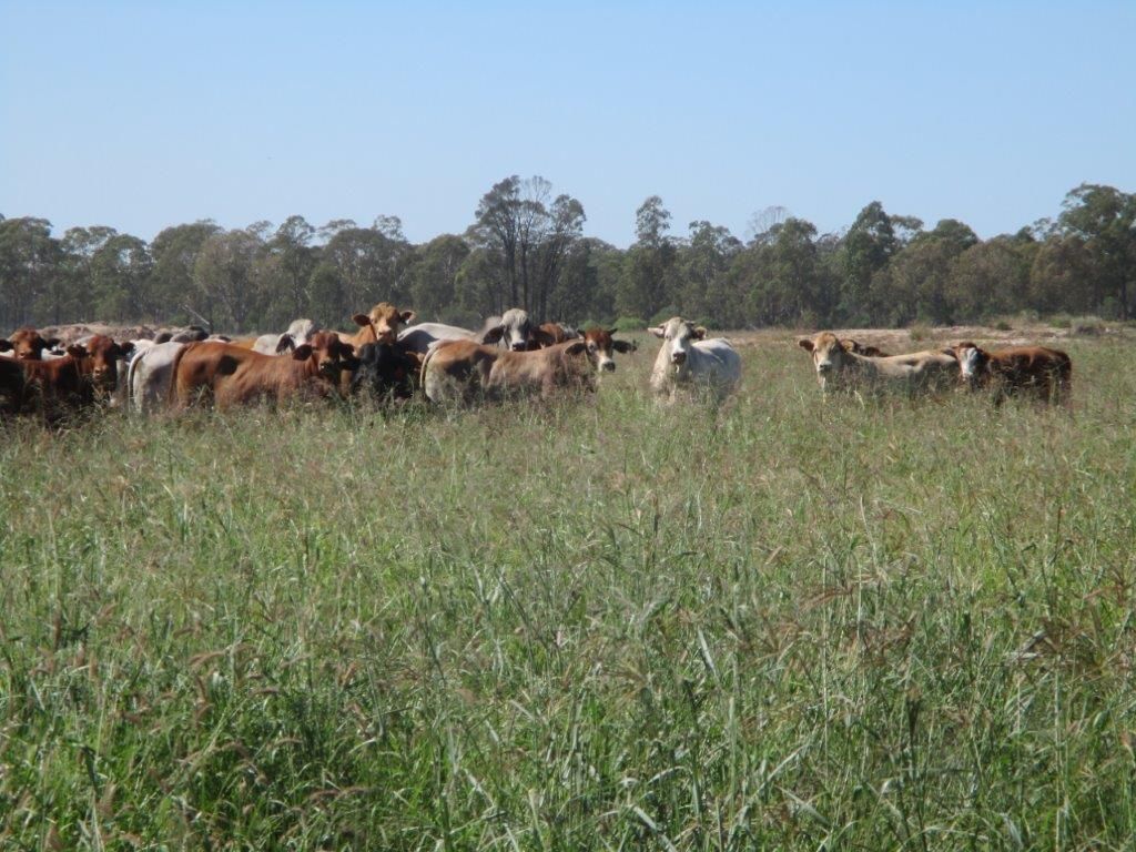 "GLENCOE" 1279 ACRES, Chinchilla QLD 4413, Image 0